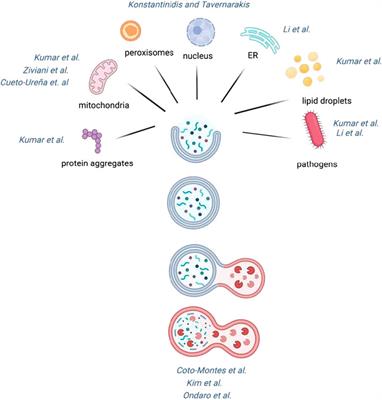 Editorial: Defective macroautophagy in organelle turnover: From basic mechanisms to human disease